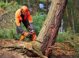 Trusted Forrest, IL Tree Services Experts