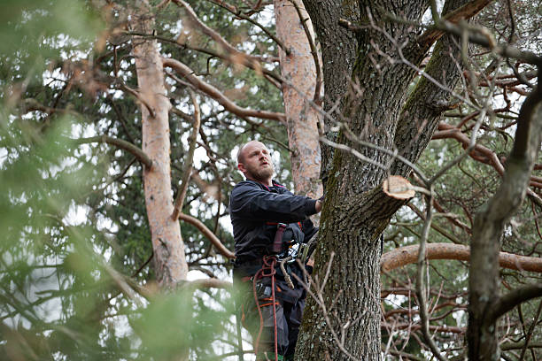 Best Tree Maintenance Programs  in Forrest, IL